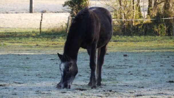 Caballo Comer Pasto Verde Hierba Rocío Mañana — Vídeo de stock