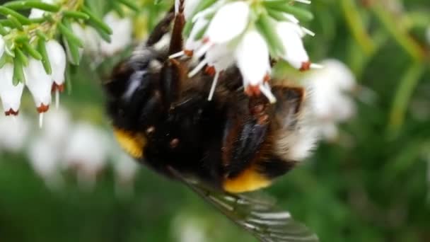 Бджола Збирає Пилок Мед Квітах — стокове відео