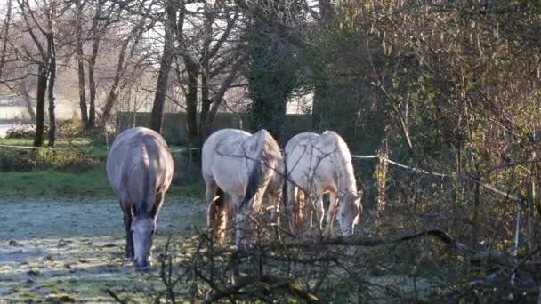 Horses Eat Green Pasture Grass Morning Dew — 图库视频影像