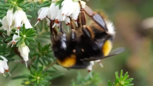 Bumblebee Gathering Pollen Honey Flowers — Stok video