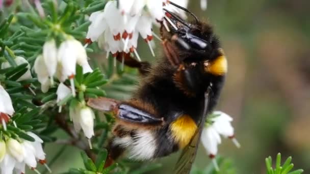 Bumblebee Está Reunindo Pólen Para Mel Flores — Vídeo de Stock