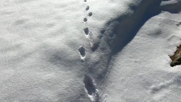 Footprints Animals Snow — ストック動画