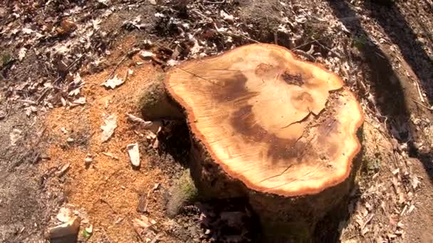 Κούτσουρο Δέντρου Μετά Την Κοπή — Αρχείο Βίντεο