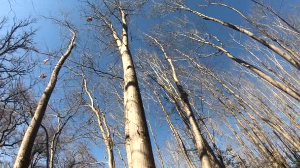 Girando Olhando Para Floresta Inverno Céu Azul — Vídeo de Stock