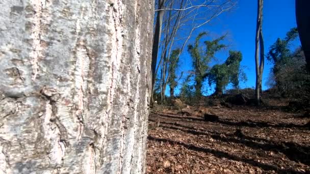 Bosque Invierno Con Cielo Azul — Vídeos de Stock