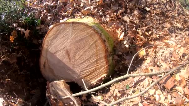 Tocón Del Árbol Después Cortar — Vídeo de stock