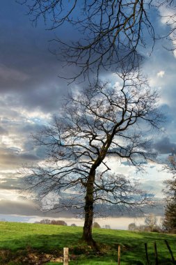 Baharda yaprakları olmayan tek bir ağaç.