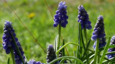 Muscari çiçekleri nisan ve mayısta açar. Mavi çiçekli Muscari armeniacum bitkisi.
