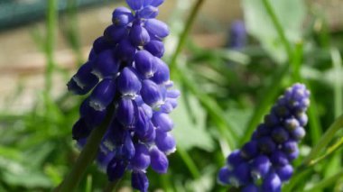 Muscari çiçekleri nisan ve mayısta açar. Mavi çiçekli Muscari armeniacum bitkisi.