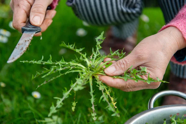 Женщина Выбирает Одуванчик Taraxacum Officinale Салата — стоковое фото