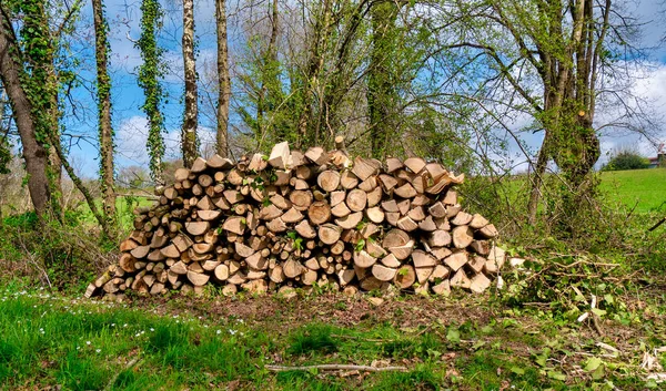 Stack Wood Forest Close Shot — Stock Photo, Image