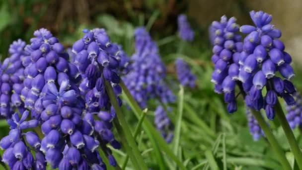 麝香花在四月和五月开花 具有蓝色花朵的藤蔓植物 — 图库视频影像