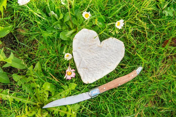 Französischer Neufchatel Käse Auf Dem Gras — Stockfoto