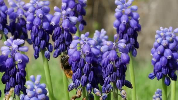Muscari Kwiaty Kwitnące Kwietniu Może Muscari Armeniacum Roślin Niebieskimi Kwiatami — Wideo stockowe
