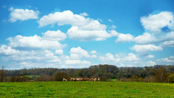 Ένα Κοπάδι Αγελάδες Στην Ύπαιθρο — Φωτογραφία Αρχείου