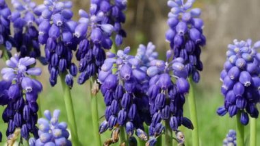 Muscari çiçekleri nisan ve mayısta açar. Mavi çiçekli Muscari armeniacum bitkisi.