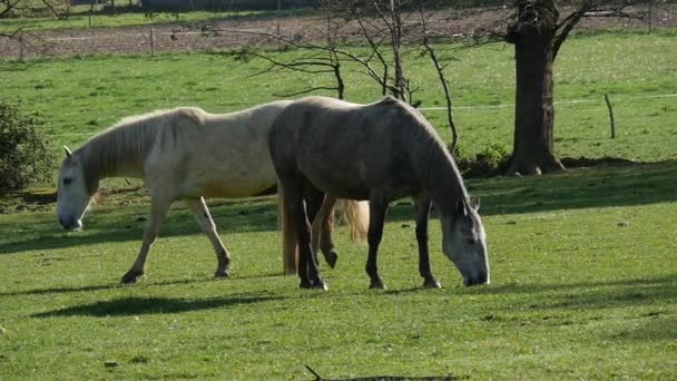 Horses Gazing Meadow — Stock Video