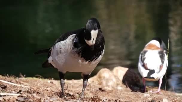 靠近水的鸭子 法国塔尔布斯 梅西花园 — 图库视频影像