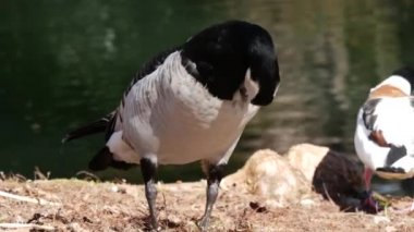 (Massey Bahçesi, Tarbes Fransa)