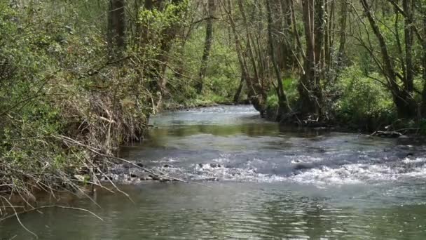 Uitzicht Een Rivier Het Voorjaar — Stockvideo