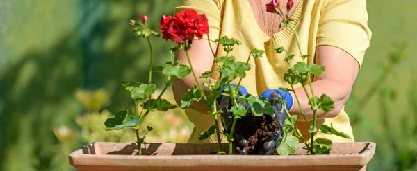 Een Close Van Vrouw Planten Van Geraniums Voor Zomer Tuin — Stockfoto