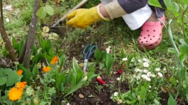 Yabani otları toplayan bir kadının yakın çekimi