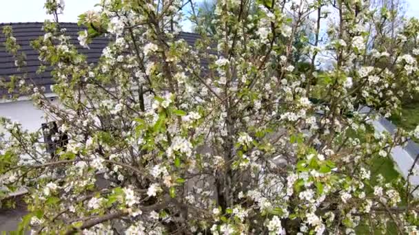 Beautiful White Spring Blossom Flowers Pear Tree — Stock Video