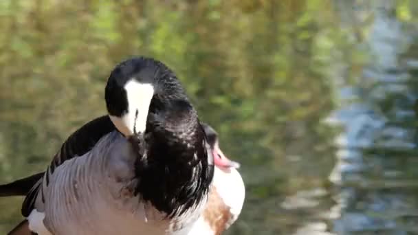 Duck Water Massey Garden Tarbes France — Stock Video