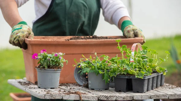 Primer Plano Las Manos Las Flores Del Encapsulamiento Mujer — Foto de Stock