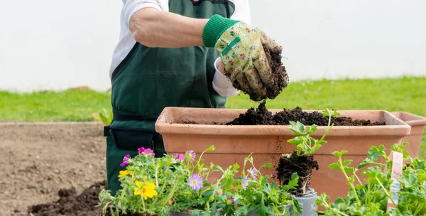 Primer Plano Las Manos Las Flores Del Encapsulamiento Mujer — Foto de Stock