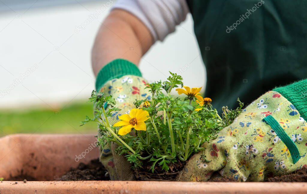 a close up of hands of woman potting flowers