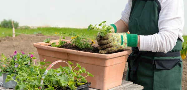 Primer Plano Las Manos Las Flores Del Encapsulamiento Mujer — Foto de Stock