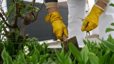 Yabani otları toplayan bir kadının yakın çekimi