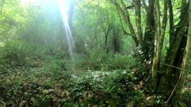 Ormandaki küçük su akıntısı