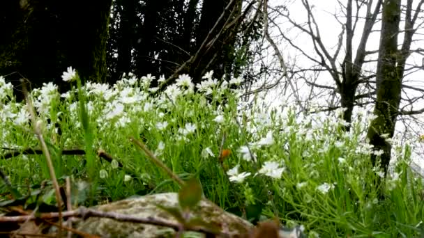 Små Blommor Med Vita Kronblad Landet — Stockvideo