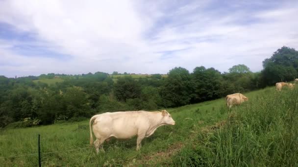 Vaches Broutant Dans Prairie Été — Video