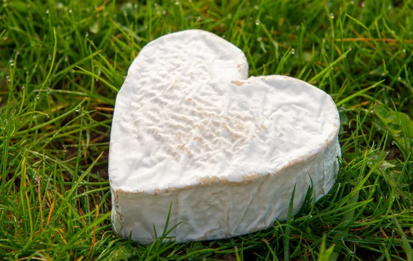 Französischer Neufchatel Käse Auf Dem Gras — Stockfoto