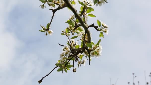 Schöne Weiße Frühlingsblütenblumen Des Birnbaums — Stockvideo