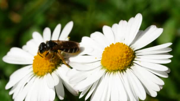 Little Bee Foraging Daisy — Stock Video