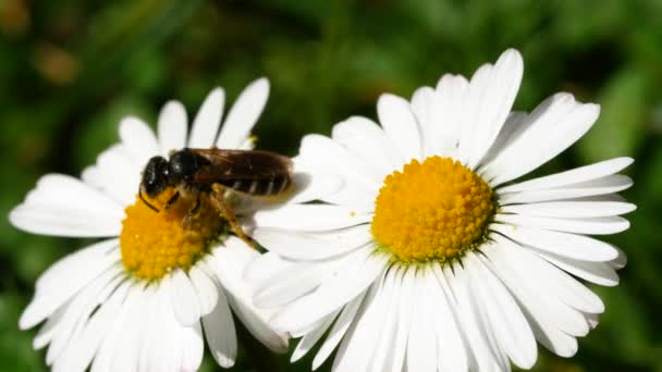 Kleine Bij Foerageert Voor Een Madeliefje — Stockvideo