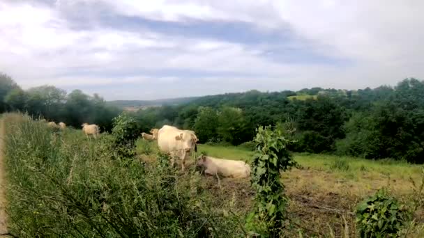 Vacas Pastando Prado Verão — Vídeo de Stock