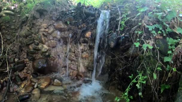 Pequeño Arroyo Agua Bosque — Vídeo de stock