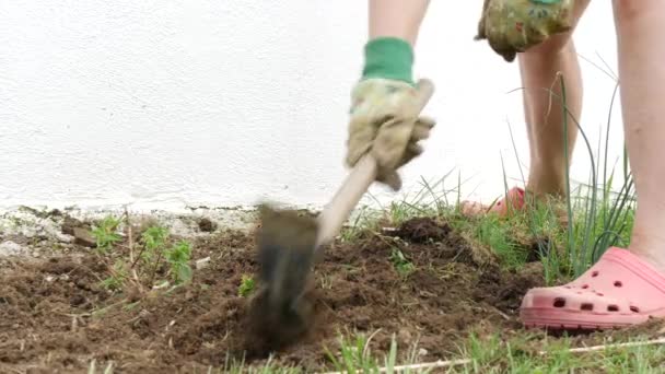 Close Van Een Vrouw Die Onkruid Optrekt — Stockvideo