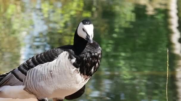 Bebek Dekat Air Taman Massey Tarbes Perancis — Stok Video