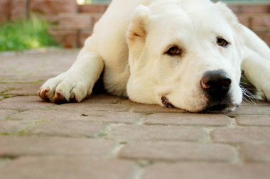 Köpek gülümsüyor ve zemin üzerinde yatıyor