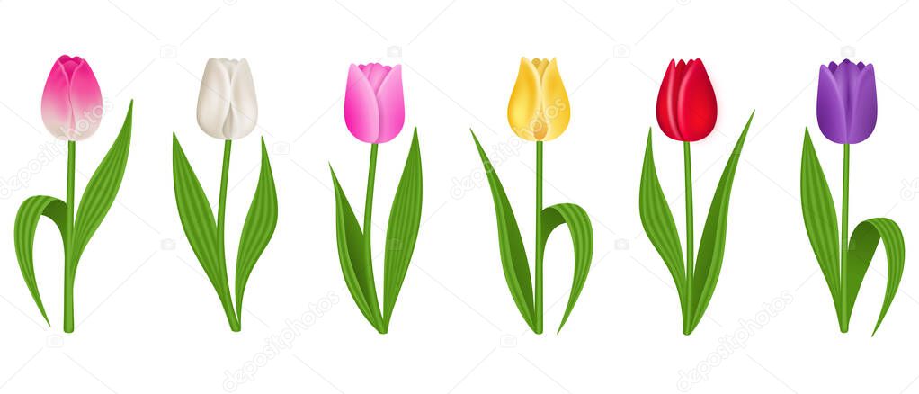 set of isolated colorful tulips on white background
