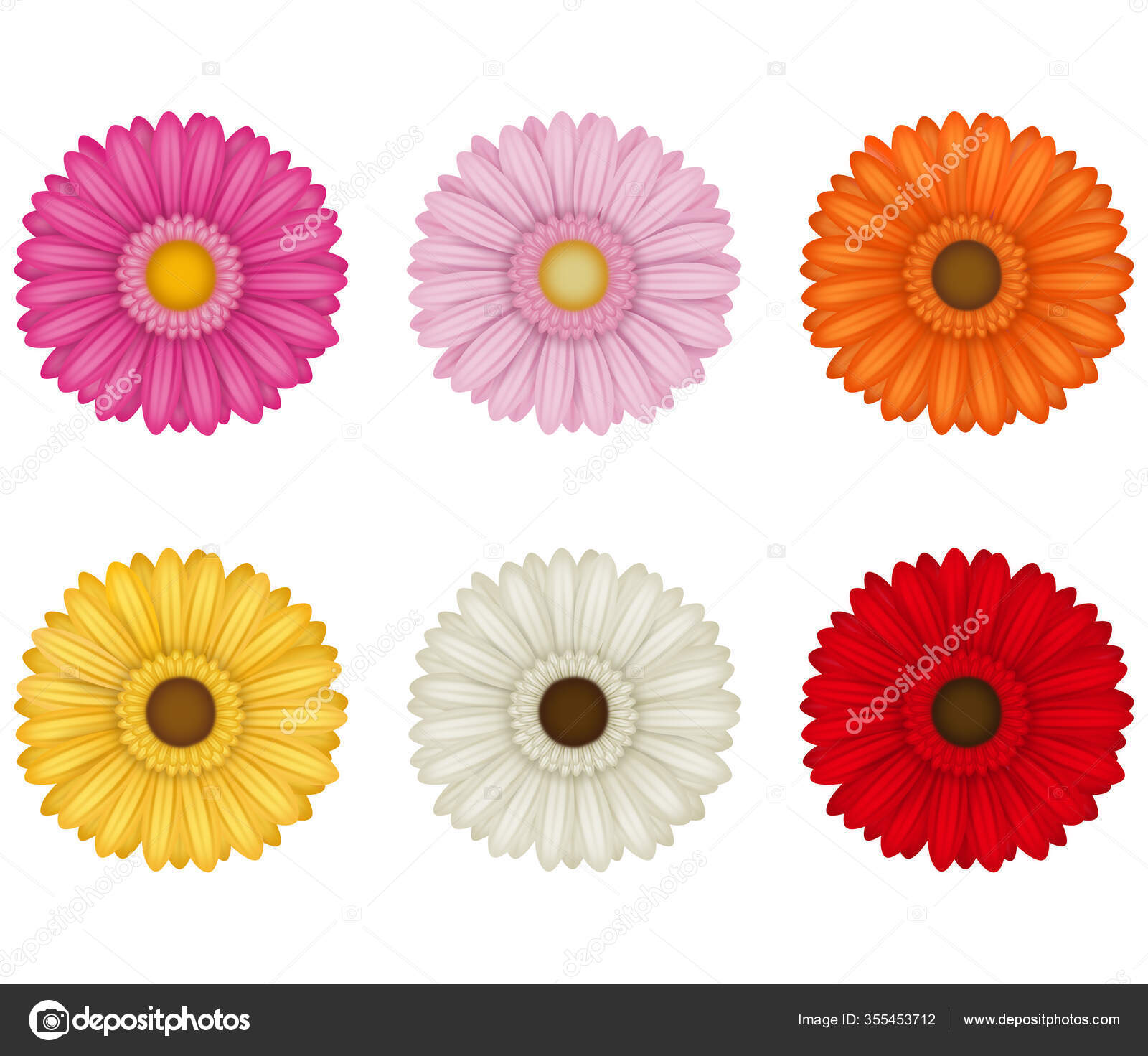 Conjunto Coloridas Flores Gerberas Aisladas Sobre Fondo Blanco Vector de  stock #355453712 de ©AngelicaMari79, image size:1600x1471