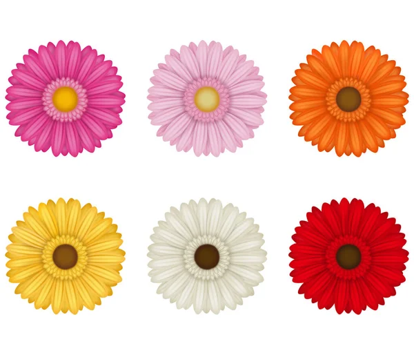 Uppsättning Färgglada Gerberas Blommor Isolerad Vit Bakgrund — Stock vektor