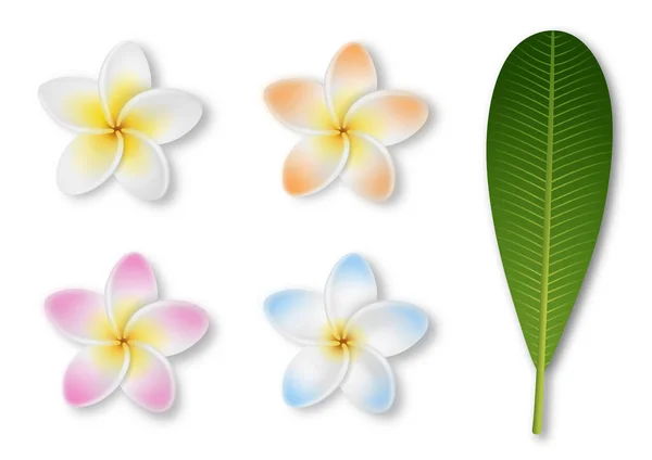 Frangipani Květiny Izolované Bílém Barevné Plumerie Květiny Listem — Stockový vektor