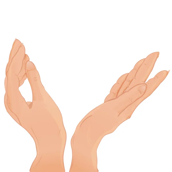 Schöne weibliche zwei Paar offene Hände. Vektor — Stockvektor